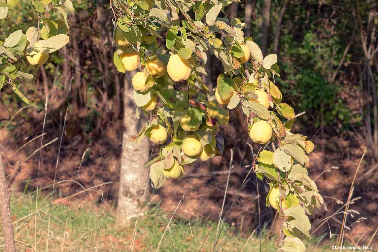Cognassier du verger