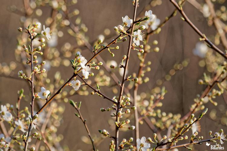 Prunellier en fleurs