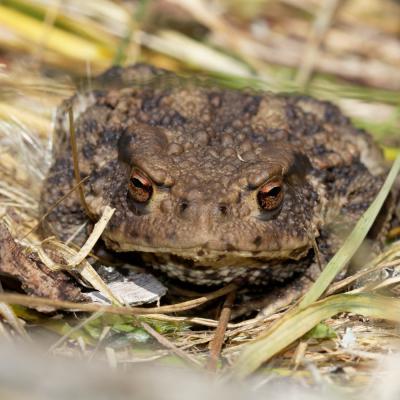 Crapaud commun