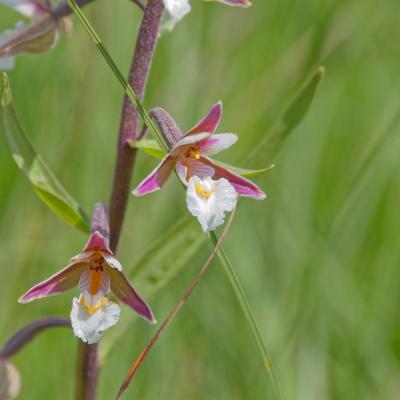 Epipactis des marais