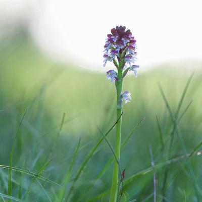 Orchidée Orchis brulé