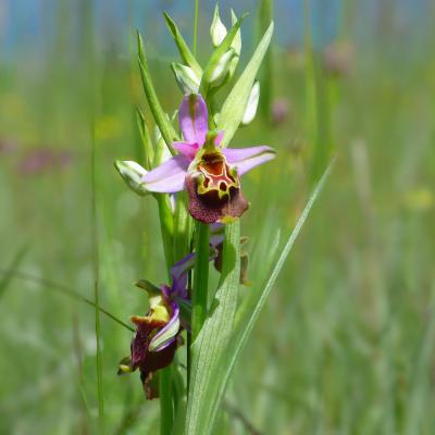 Ophrys bourdon