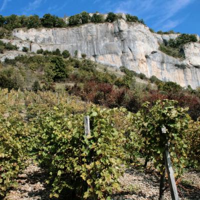Vigne sous les falaises