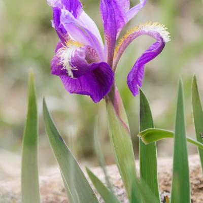 Iris lutescens dans la rocaille