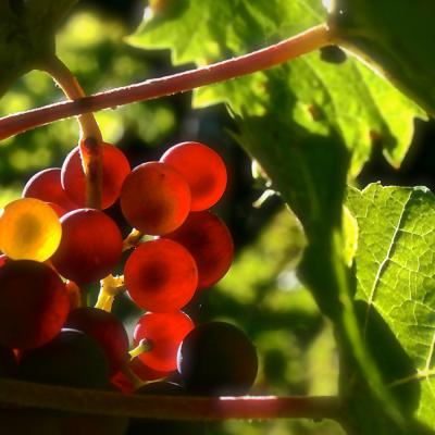 Raisin en pleine lumière
