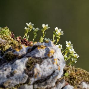 Le saxifrage de Gizia, pante endémique (qu'on ne trouve qu'ici)