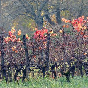 Vignes à l'automne